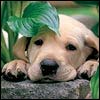 Аватар користувача