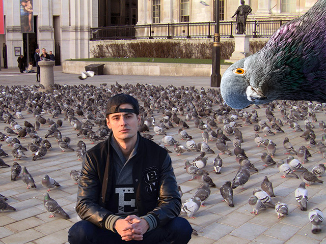 PigeonsVermin.jpg